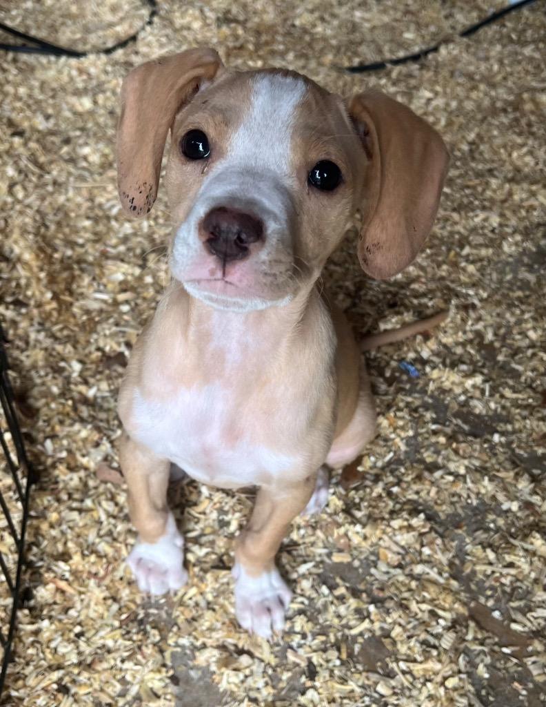 Enlarge Jaxon, a Adoptable mixed breed in Waynesville, GA image 6/6