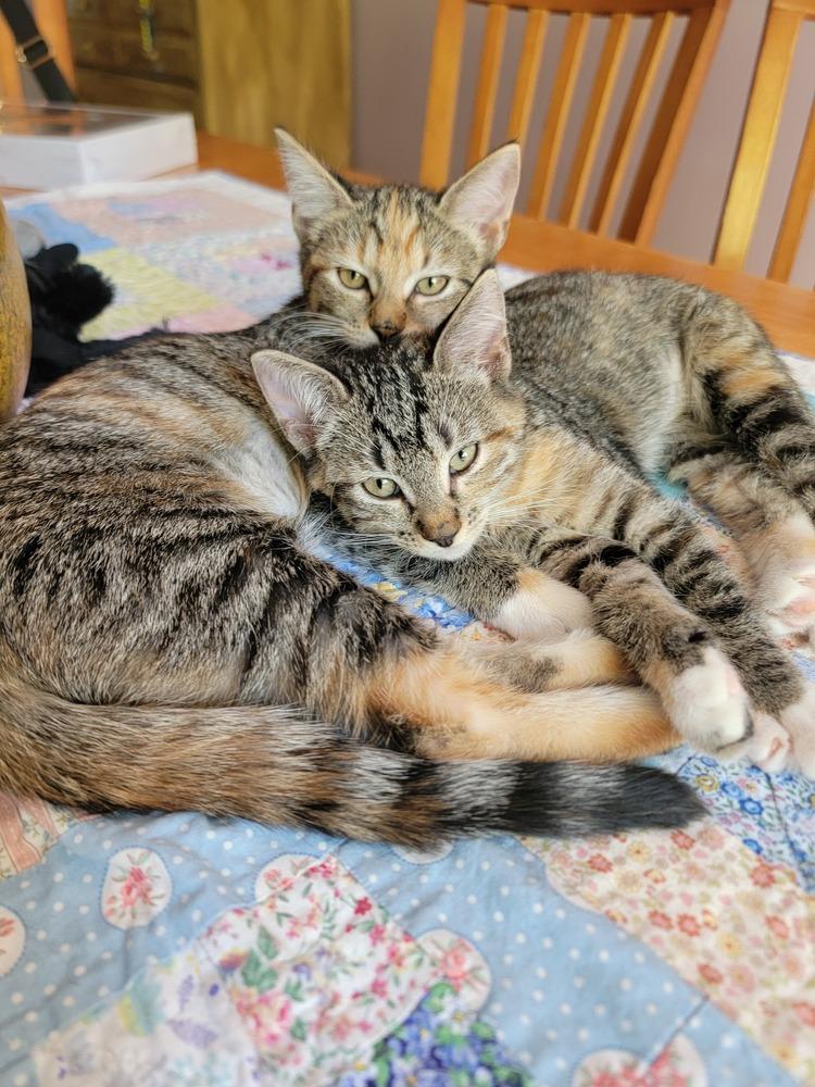 Fauna, Adoptable, Kitten Female Domestic Short Hair & Tabby.