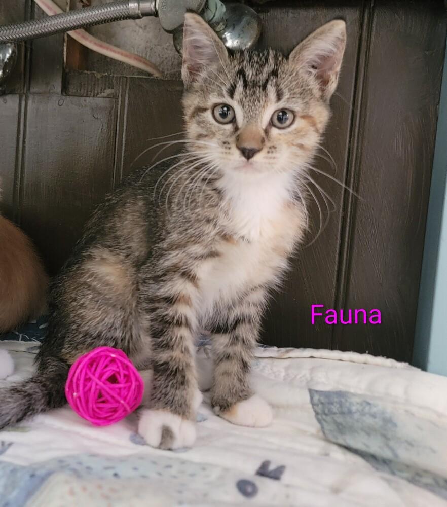 Fauna, a Adoptable mixed breed in Brandon, FL image 2/3
