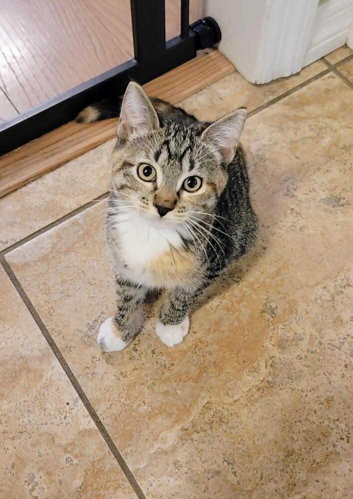 Fauna, a Adoptable mixed breed in Brandon, FL image 3/3