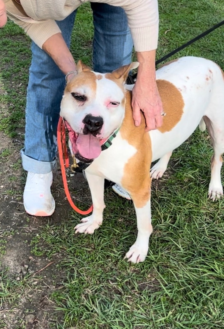 Petey aka "Sweetie Petey", a Adoptable mixed breed in West Harrison, NY image 3/11