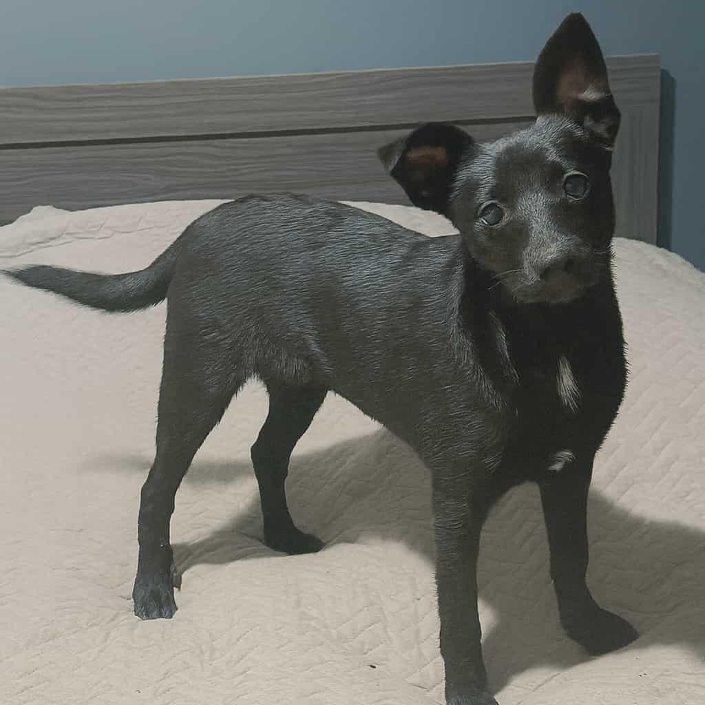 Wasabi, a Adoptable mixed breed in Normal, IL image 3/6