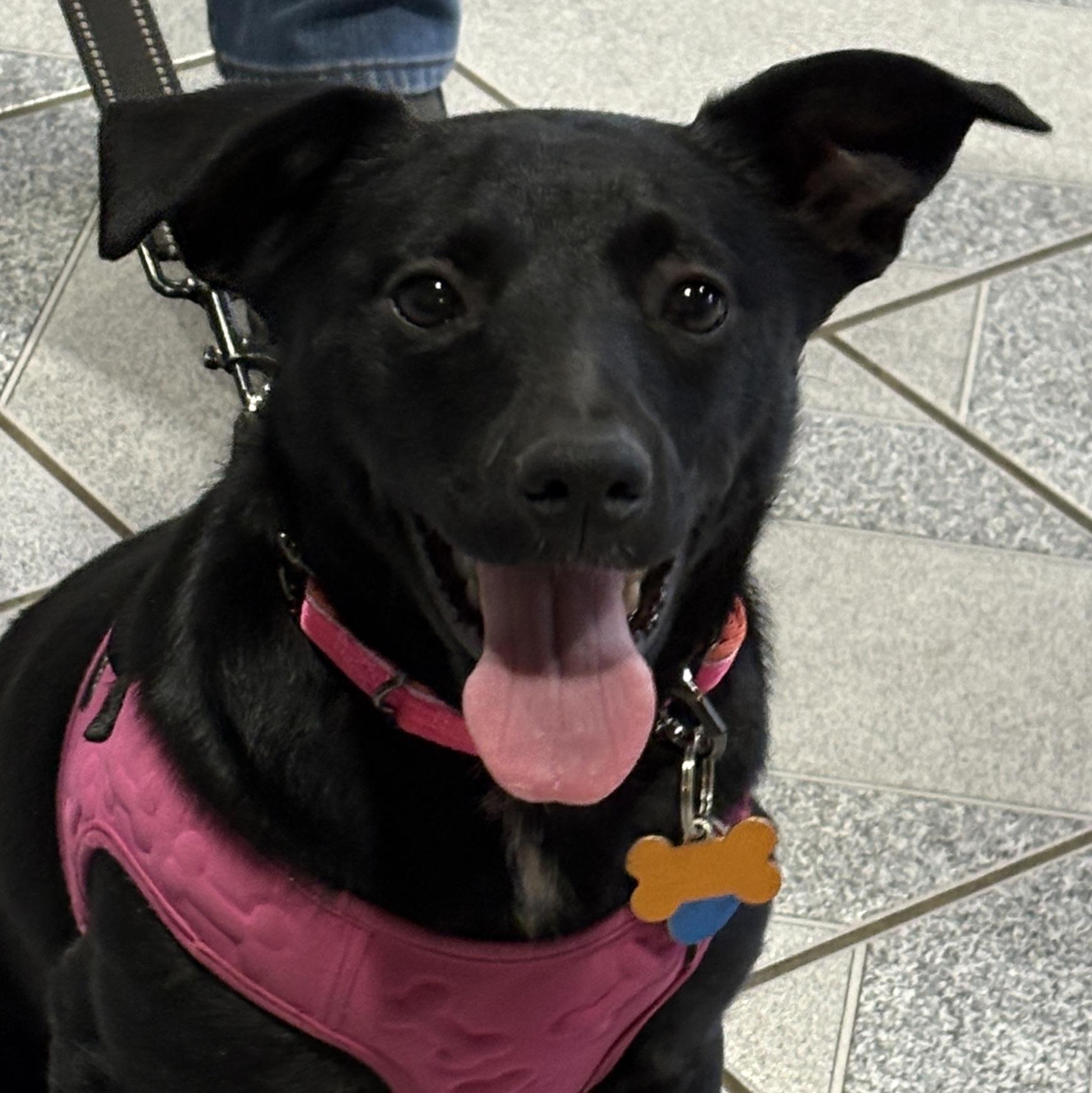 Wasabi, Adoptable, Puppy Female Black Labrador Retriever.