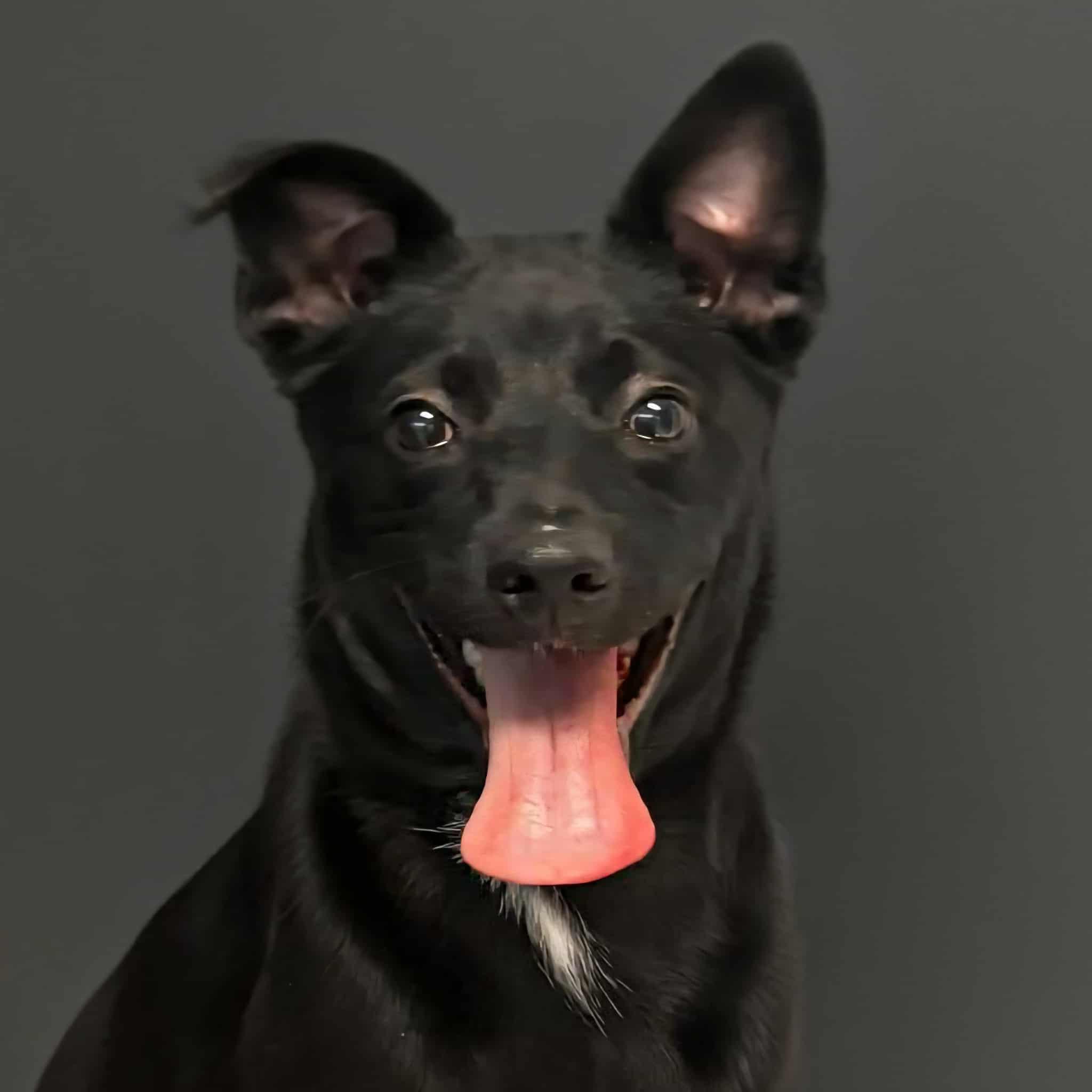 Wasabi, Adoptable, Puppy Female Black Labrador Retriever.