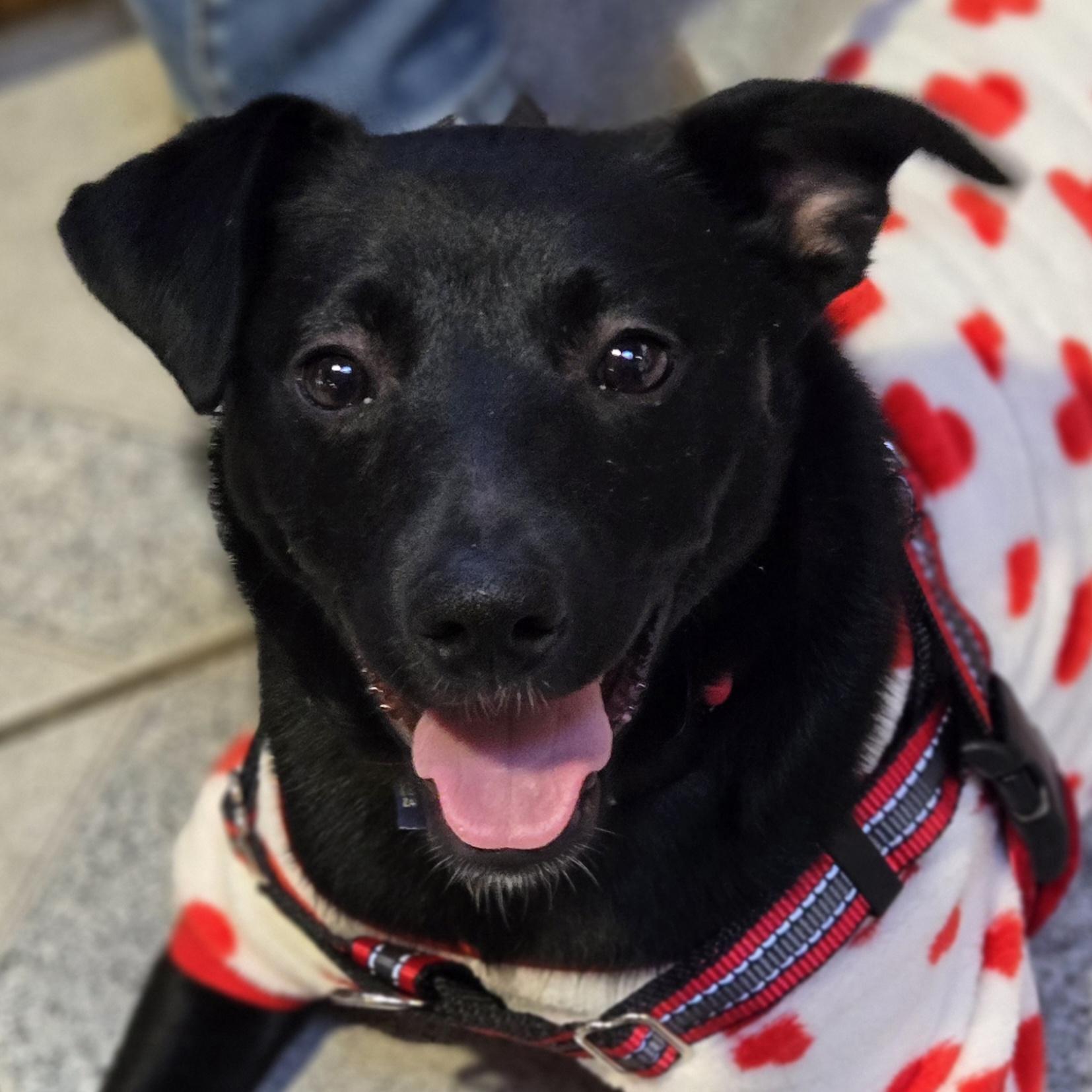 Wasabi, Adoptable, Puppy Female Black Labrador Retriever.