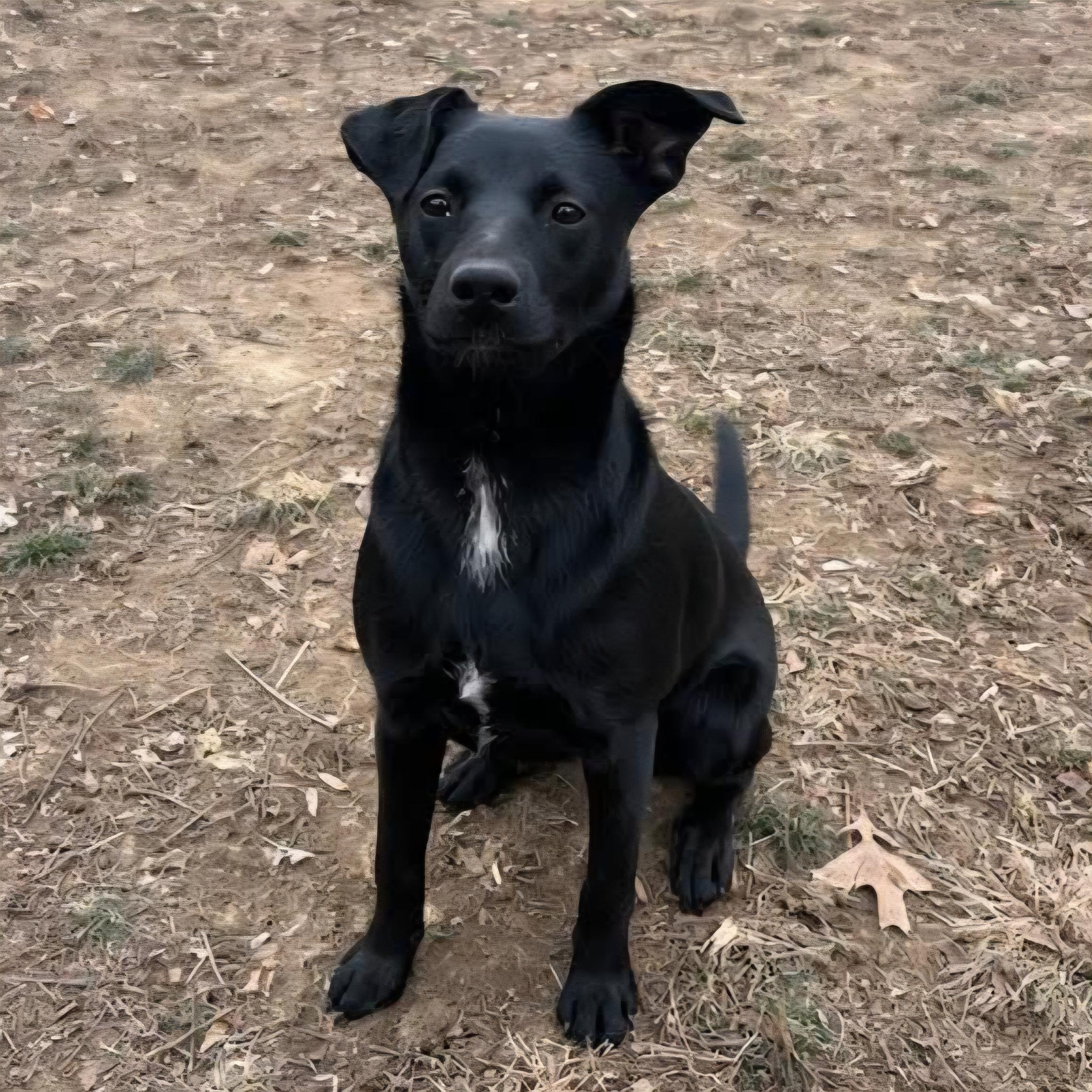 Wasabi, a Adoptable mixed breed in Normal, IL image 4/6
