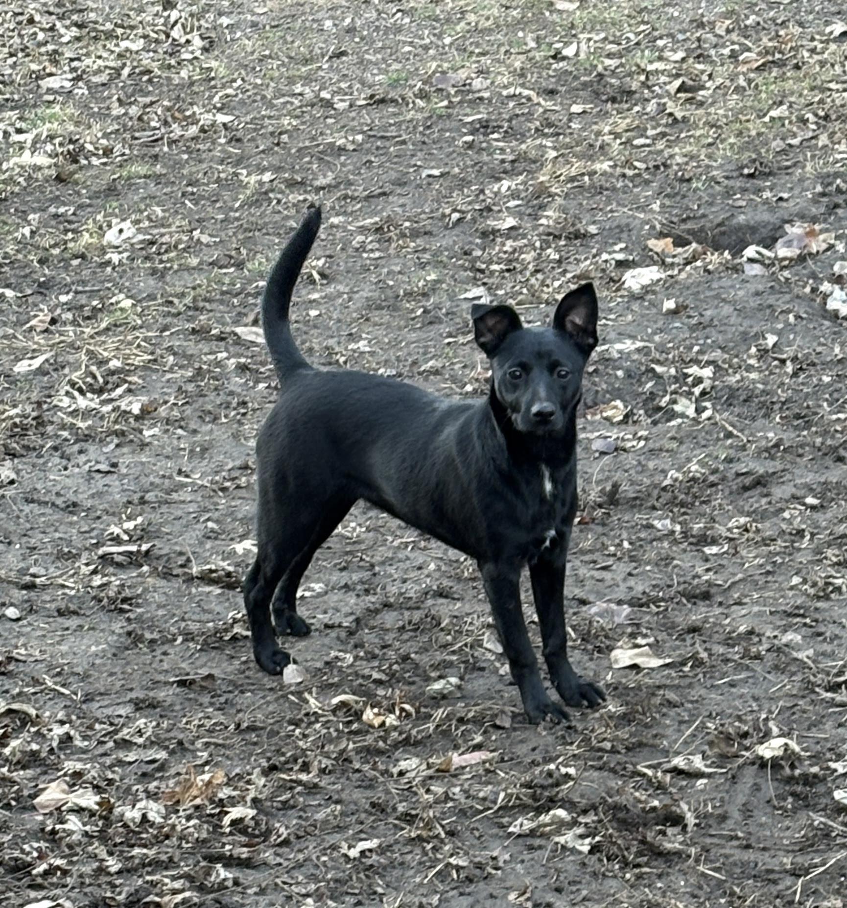 Wasabi, a Adoptable mixed breed in Normal, IL image 4/6