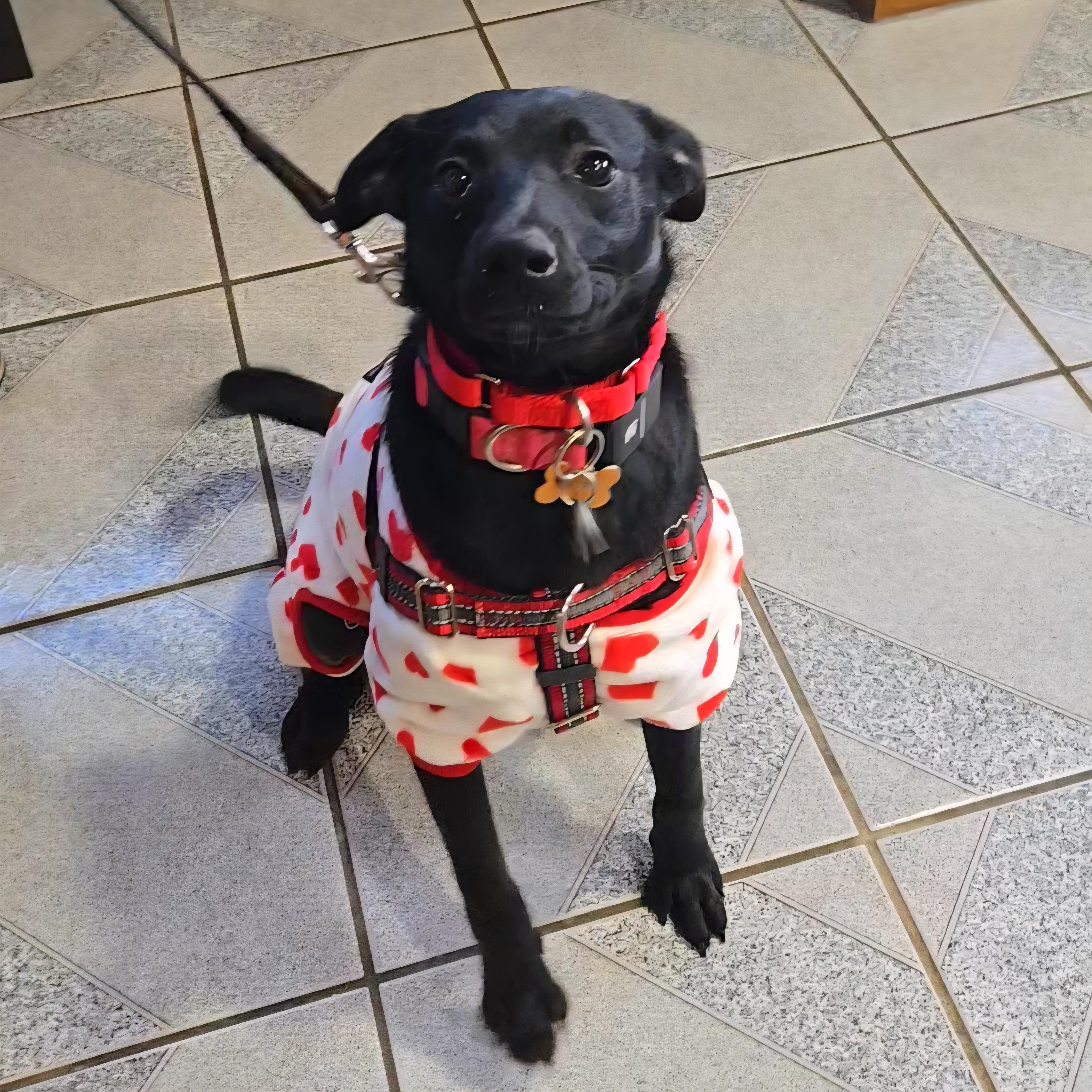 Wasabi, a Adoptable mixed breed in Normal, IL image 3/6