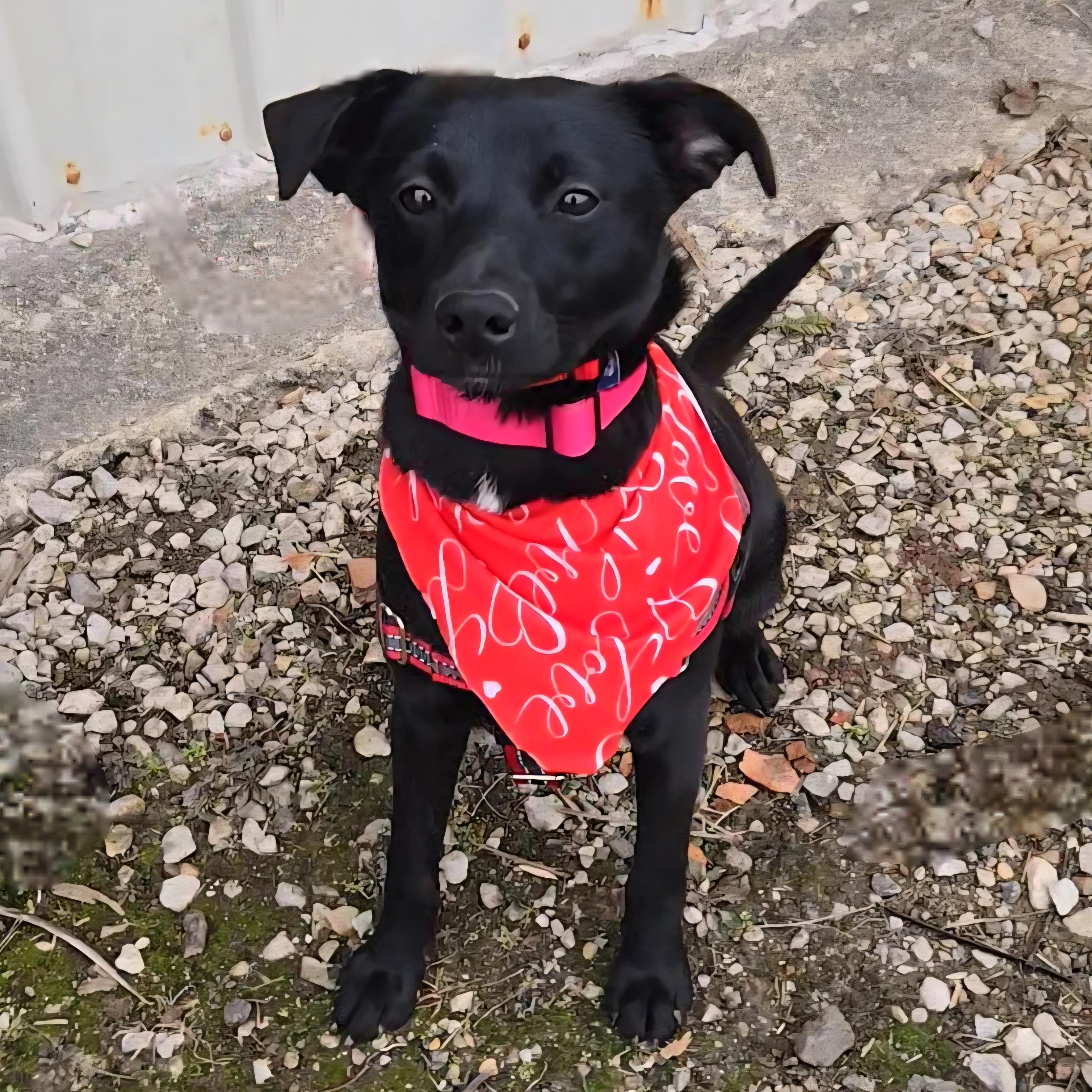 Enlarge Wasabi, a Adoptable mixed breed in Normal, IL image 2/6