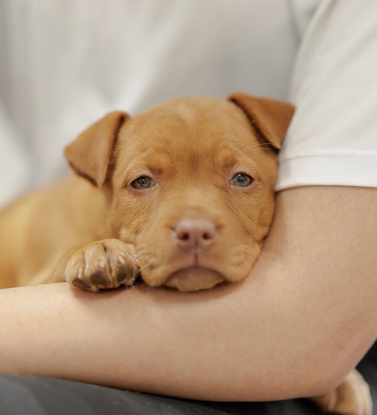 Hairy styles, Adoptable, Puppy Male American Staffordshire Terrier.