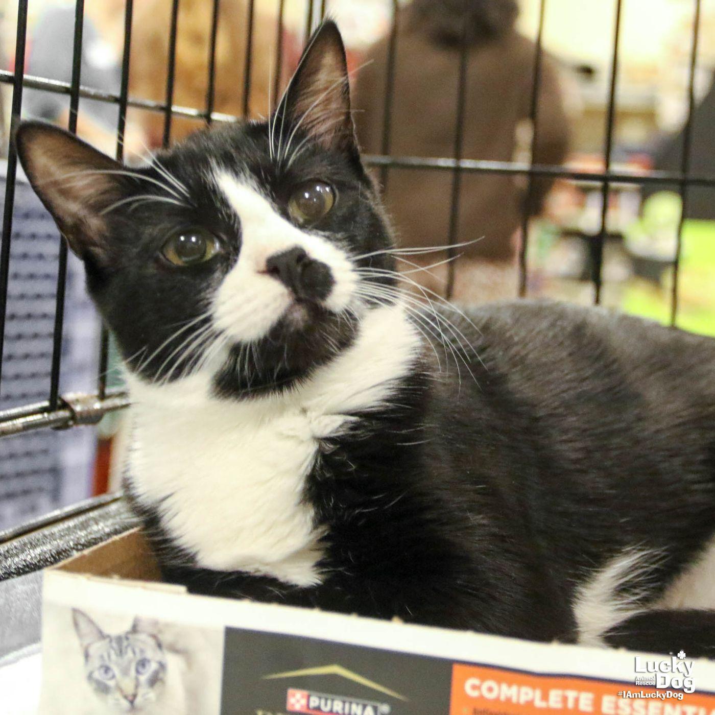 Agatha, a Adoptable mixed breed in Washington, DC image 1/3