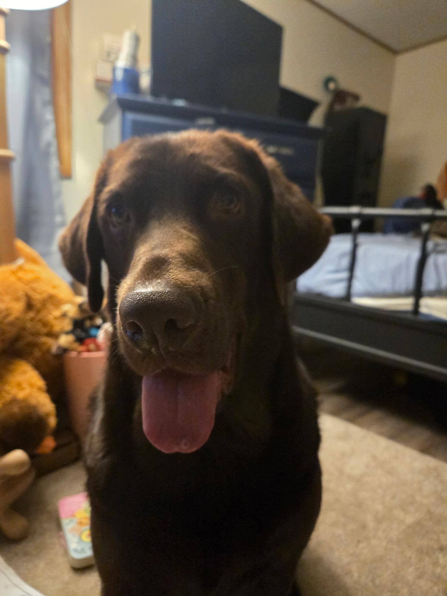 Tanner--COURTESY POST--NOT AN LELRR DOG. NO APP REQUIRED, adopted, Adult Male Labrador Retriever.