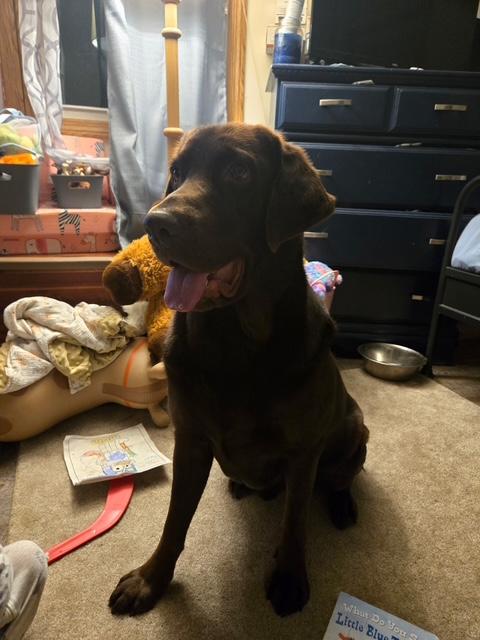 Tanner--COURTESY POST--NOT AN LELRR DOG. NO APP REQUIRED, an adopted Labrador Retriever in Medina, OH image 2/4