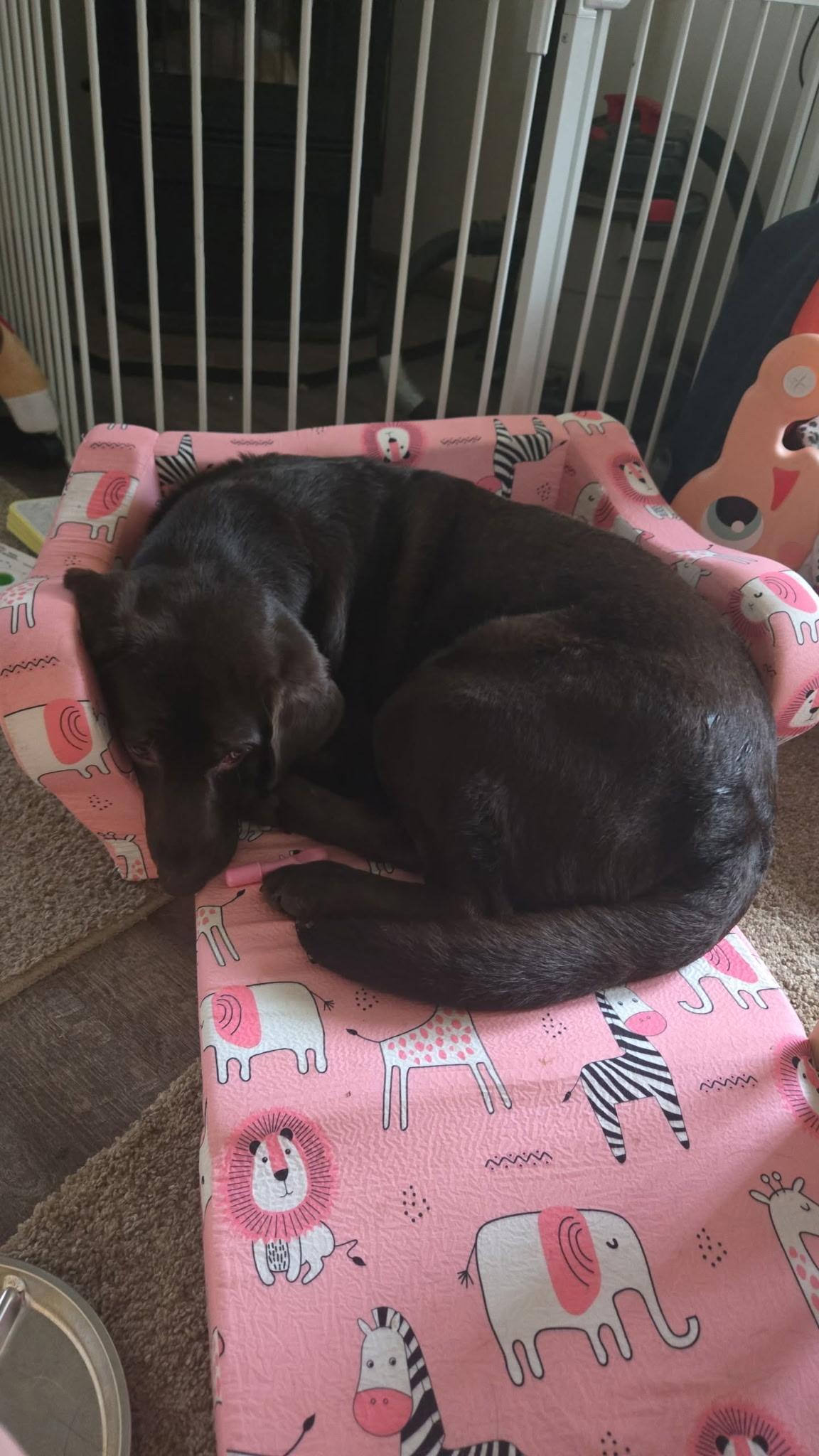 Tanner--COURTESY POST--NOT AN LELRR DOG. NO APP REQUIRED, an adopted Labrador Retriever in Medina, OH image 4/4