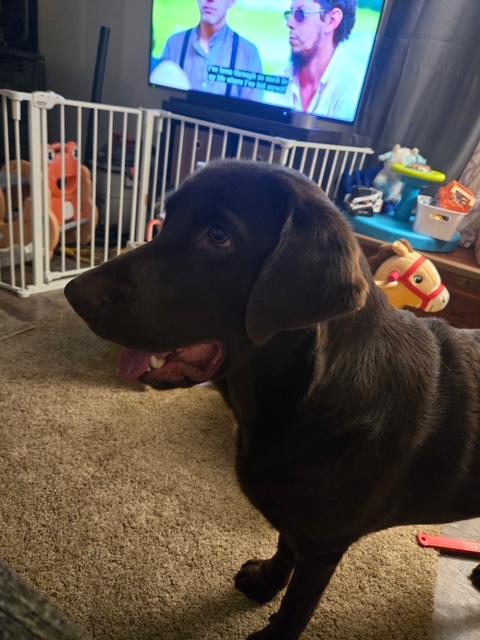 Tanner--COURTESY POST--NOT AN LELRR DOG. NO APP REQUIRED, an adopted Labrador Retriever in Medina, OH image 3/4