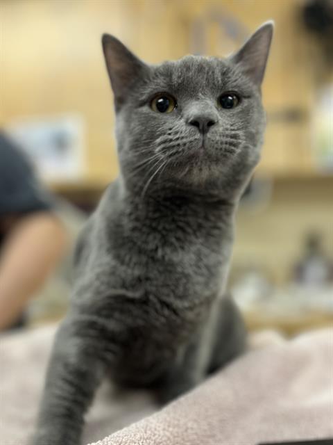 Enlarge PLUM PUDDIN, a Adoptable Domestic Short Hair in Aliquippa, PA image 1/1