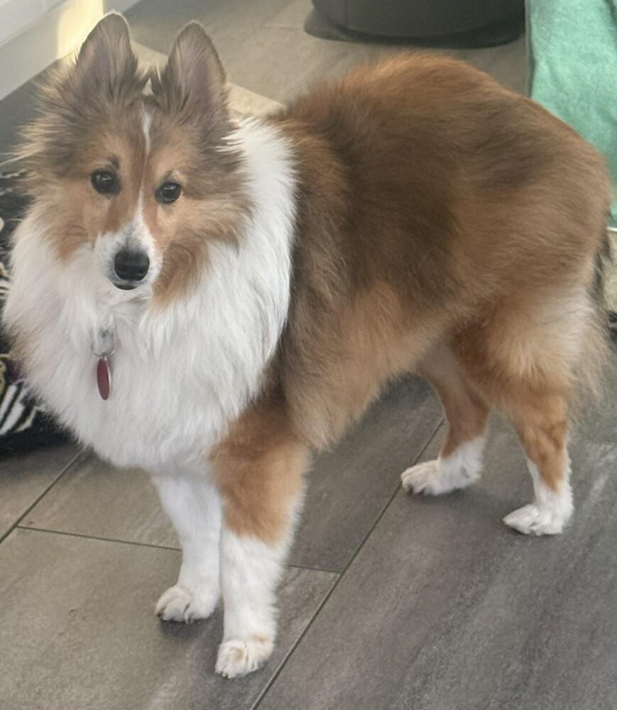 Buddy, Adoptable, Senior Male Shetland Sheepdog / Sheltie.