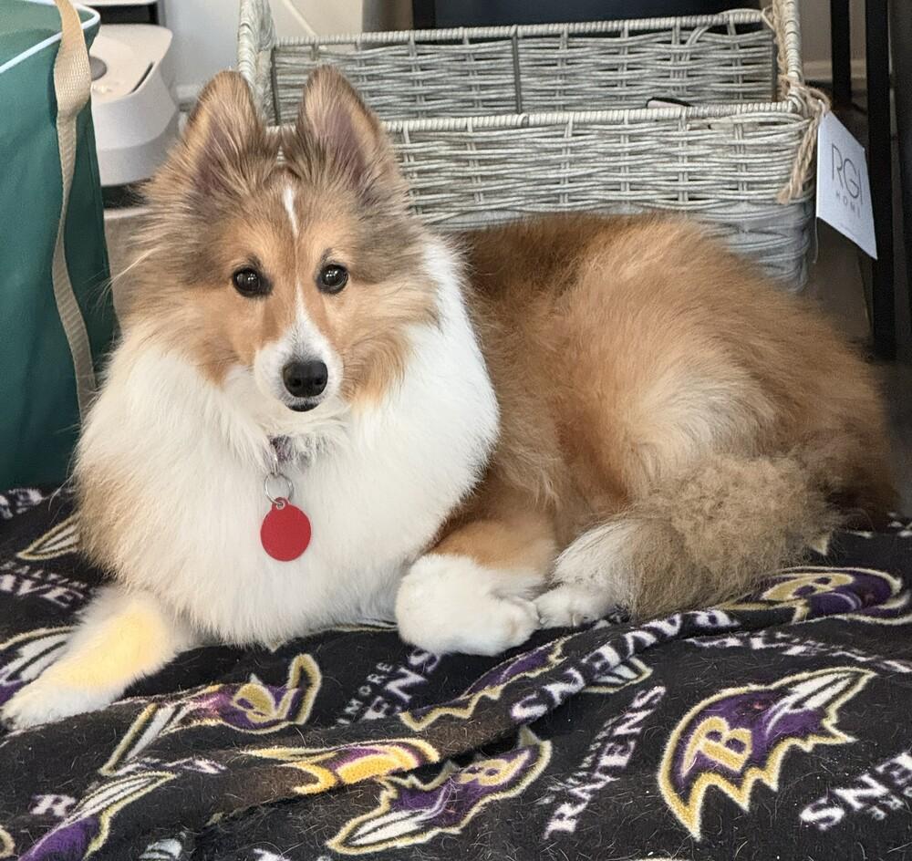 Enlarge Buddy, a Adoptable Shetland Sheepdog / Sheltie in Greenbelt, MD image 2/4