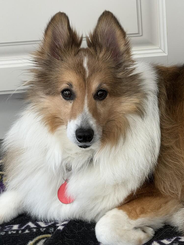Enlarge Buddy, a Adoptable Shetland Sheepdog / Sheltie in Greenbelt, MD image 3/4