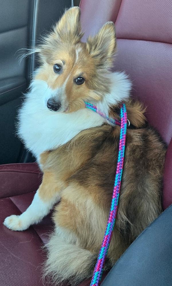 Enlarge Buddy, a Adoptable Shetland Sheepdog / Sheltie in Greenbelt, MD image 4/4