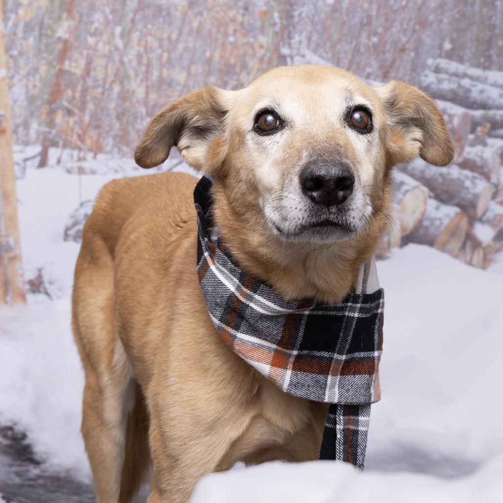 Noodle, Adoptable, Senior Female Mixed Breed.