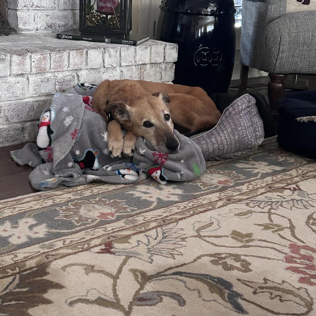 Noodle — thumbnail 2