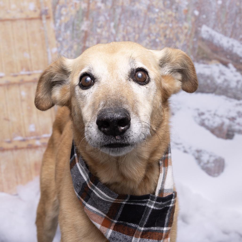 Enlarge Noodle, a Adoptable Mixed Breed in Franklin, TN image 3/4