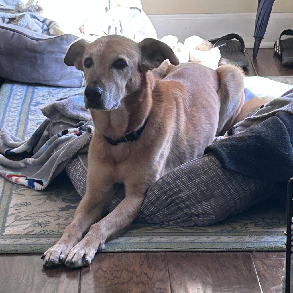 Noodle — thumbnail 4