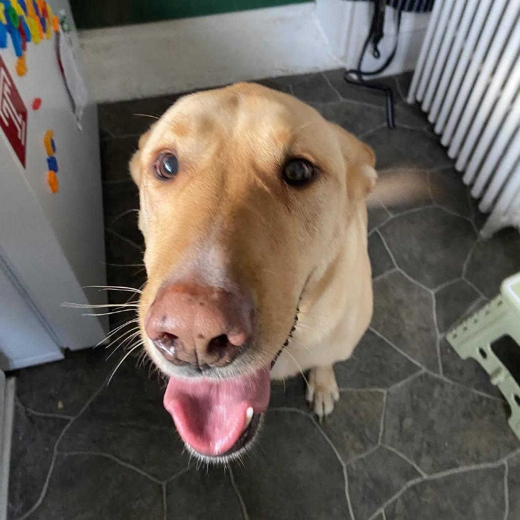 Riggs **Courtesy Post**, Adoptable, Adult Male Mixed Breed.