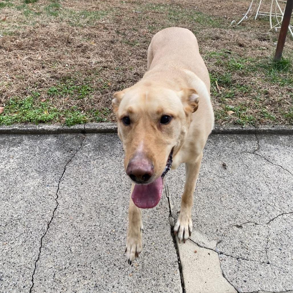 Riggs **Courtesy Post**, a Adoptable Mixed Breed in Philadelphia, PA image 2/5
