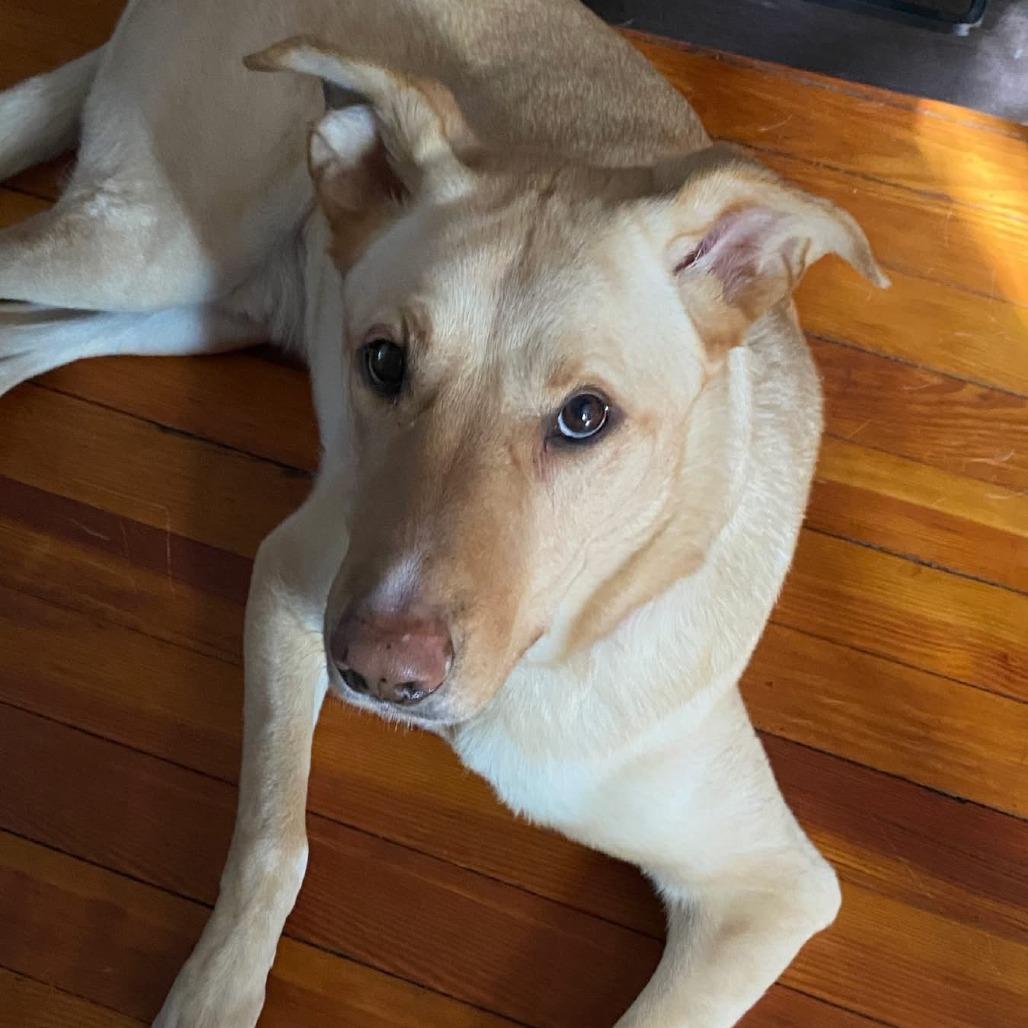 Riggs **Courtesy Post**, a Adoptable Mixed Breed in Philadelphia, PA image 3/5