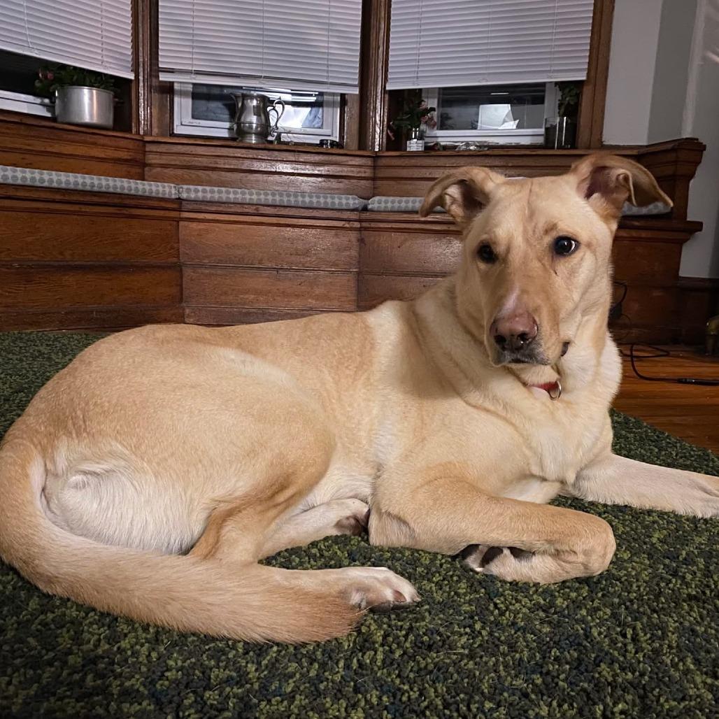 Riggs **Courtesy Post**, a Adoptable Mixed Breed in Philadelphia, PA image 4/5