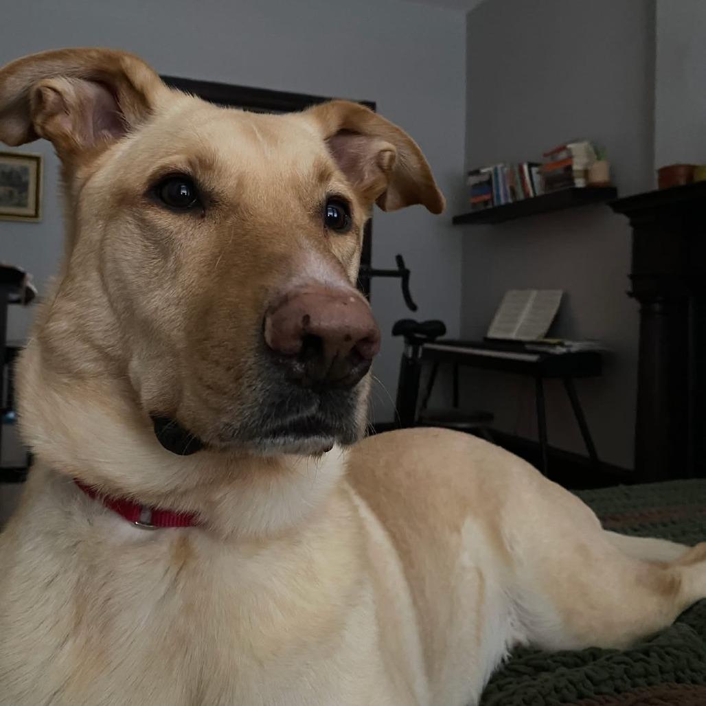 Riggs **Courtesy Post**, a Adoptable Mixed Breed in Philadelphia, PA image 5/5