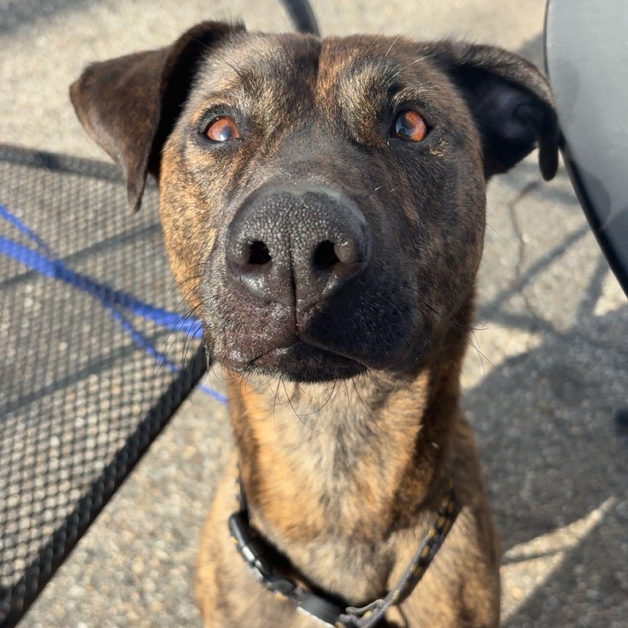 Diesel (courtesy post: Needs to be only pet, no children, no adoption fee), ADOPTABLE, Adult Male Pit Bull Terrier & American Staffordshire Terrier.