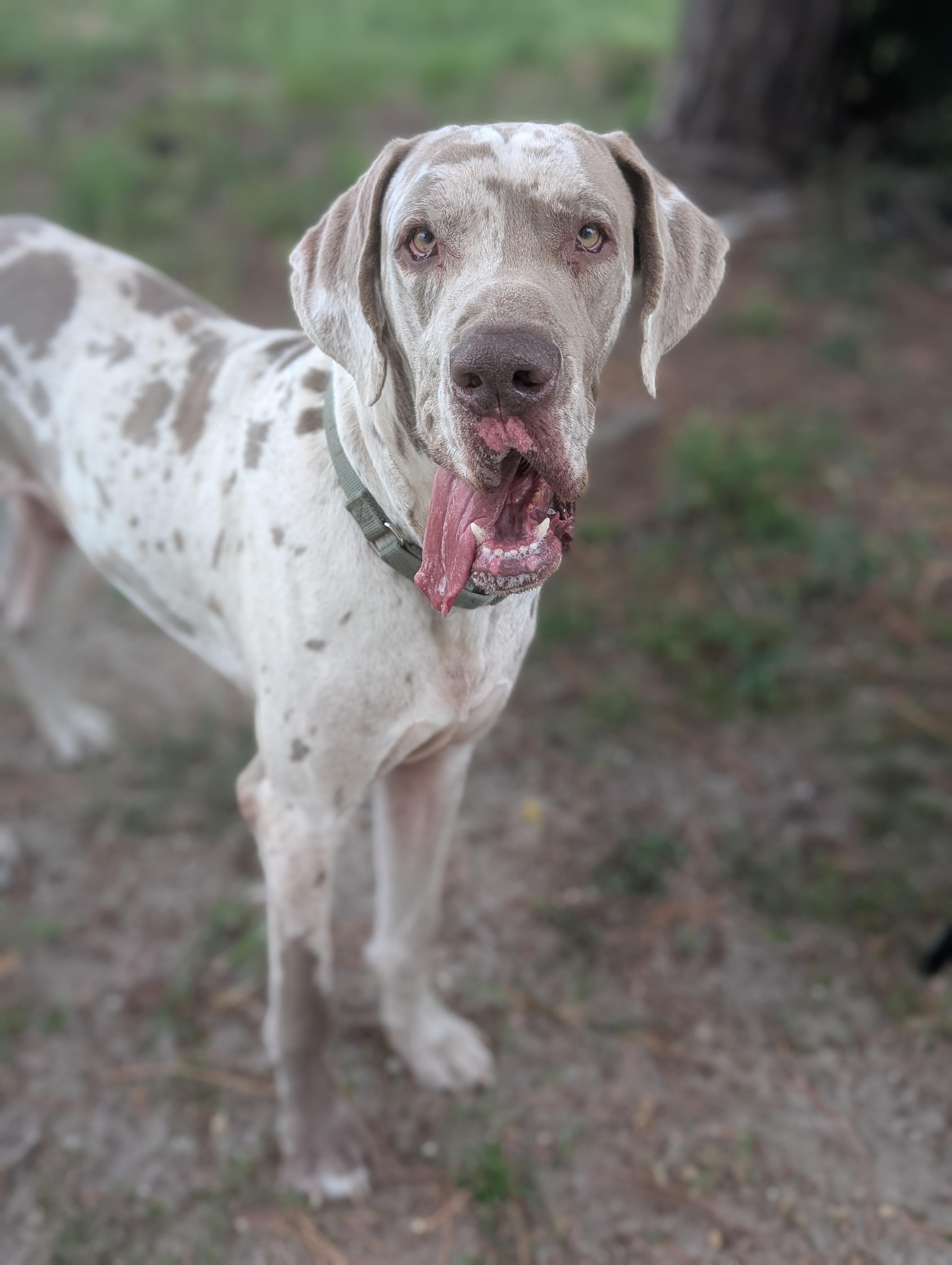 Duke/Camo, a Adoptable Great Dane in Estero, FL image 1/3