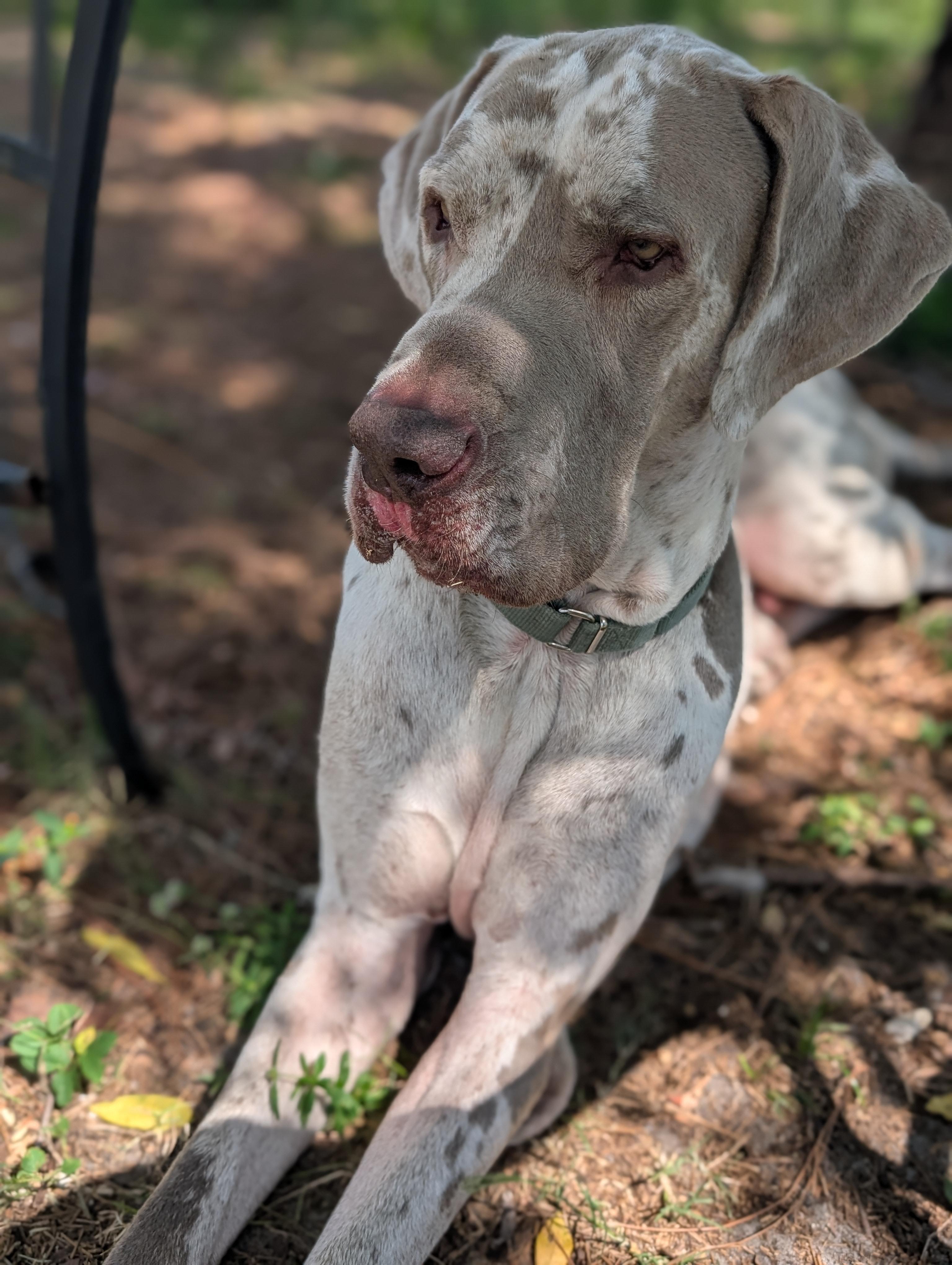 Duke/Camo, a Adoptable Great Dane in Estero, FL image 2/3