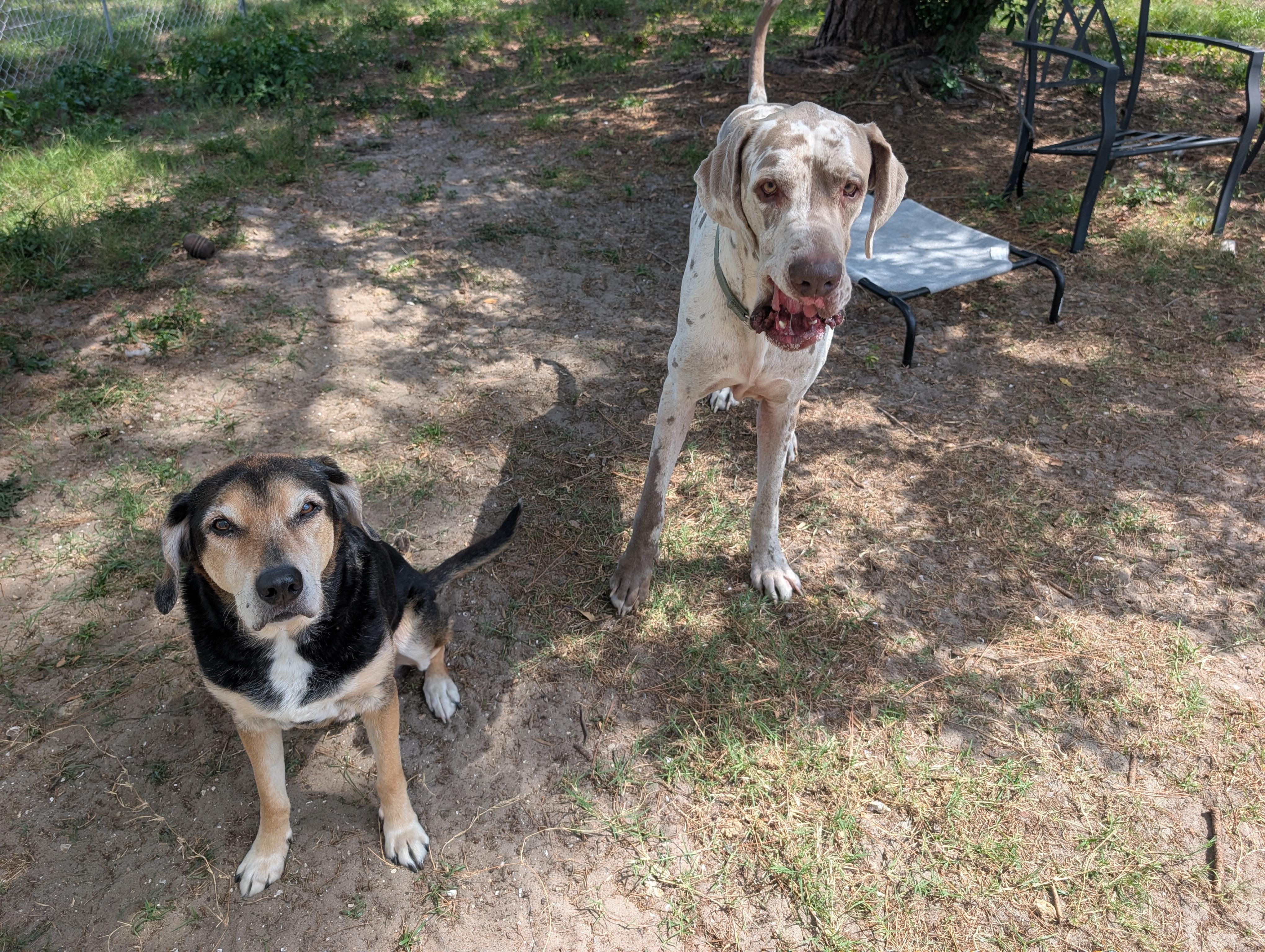 Duke/Camo, a Adoptable Great Dane in Estero, FL image 3/3