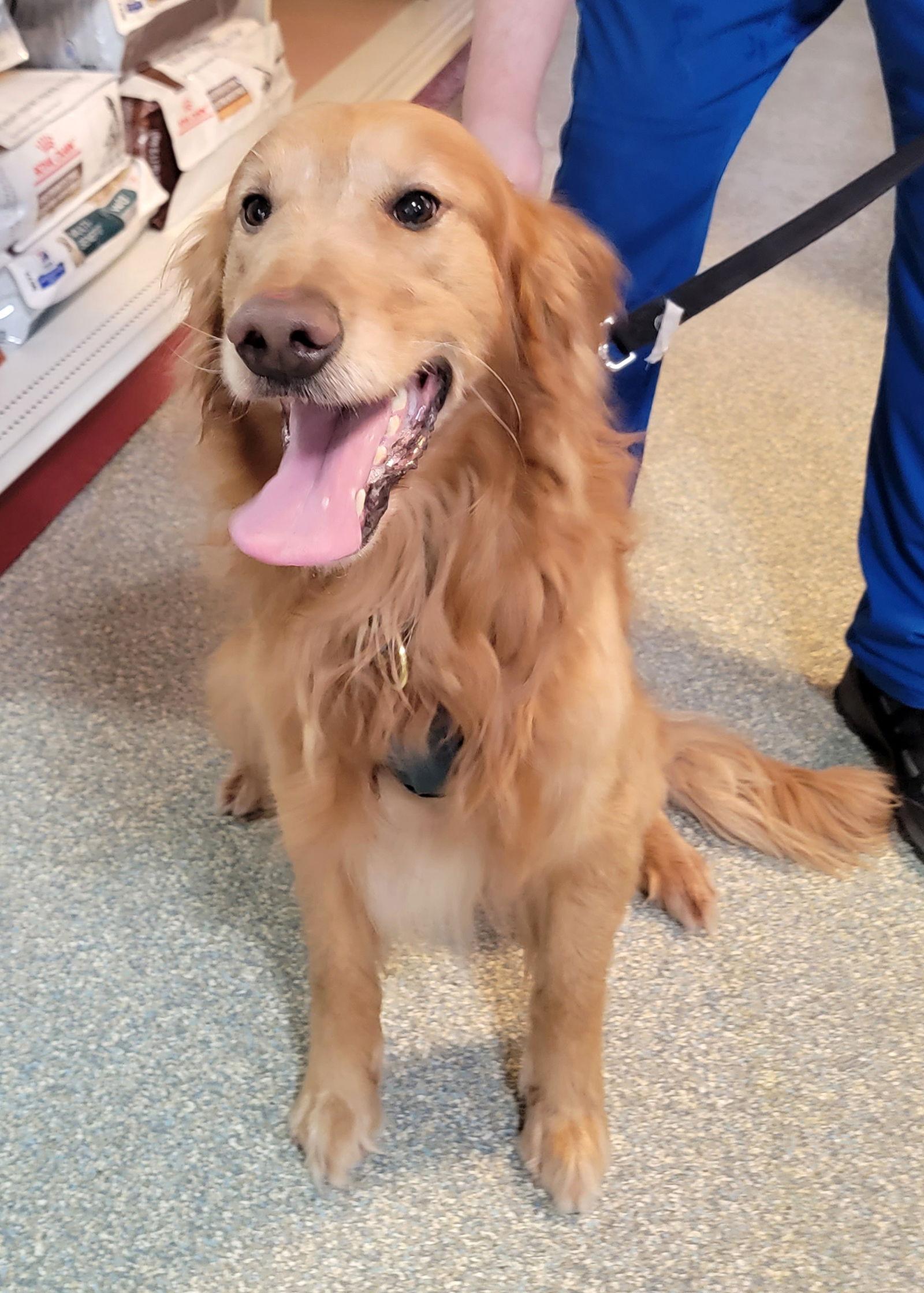 Tywin, a Adopted Golden Retriever in Glendale, AZ image 1/2