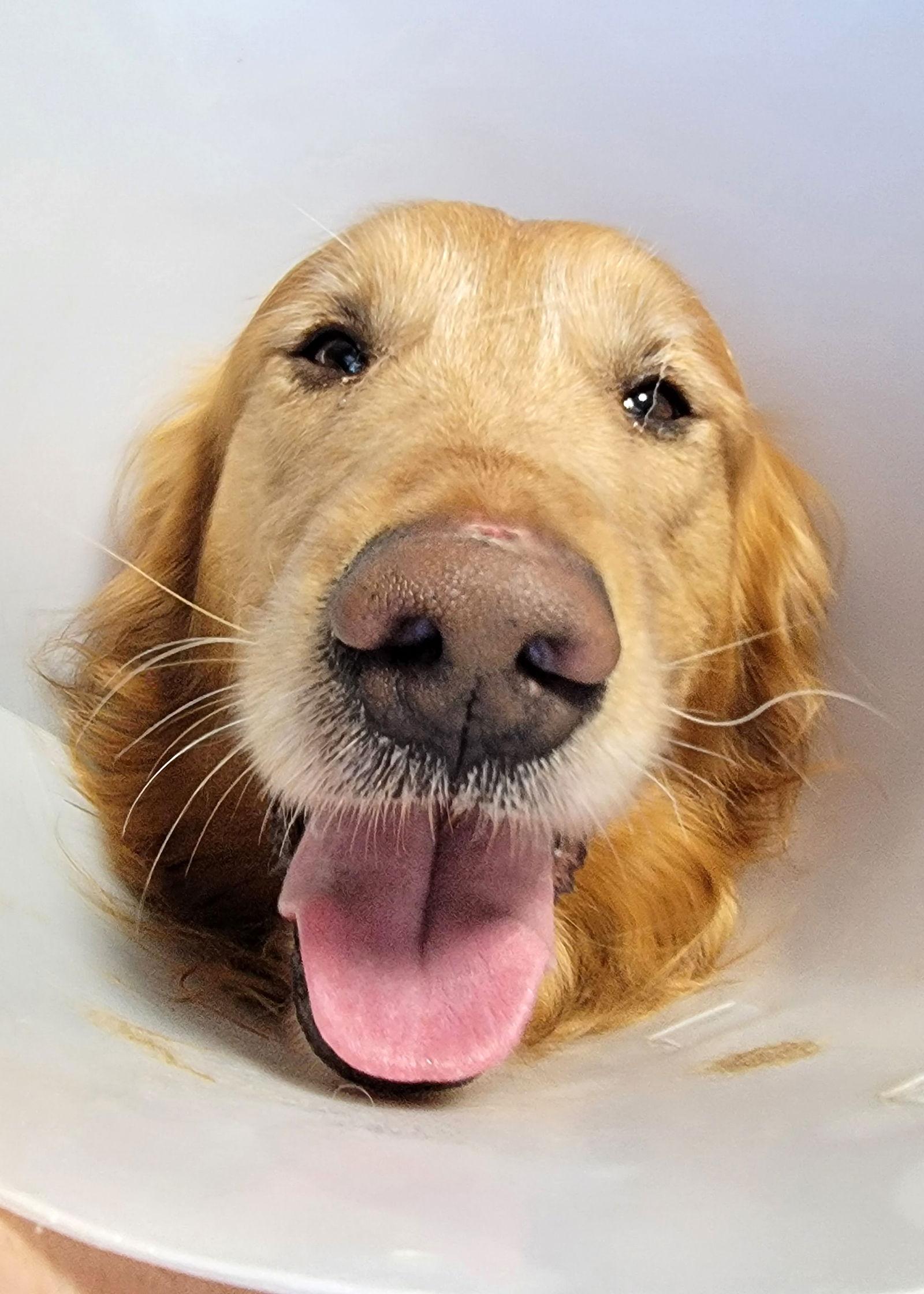 Tywin, a Adopted Golden Retriever in Glendale, AZ image 2/2