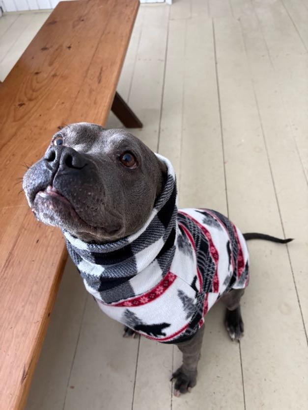 Enlarge Blue, an adopted mixed breed in New Boston, NH image 5/5