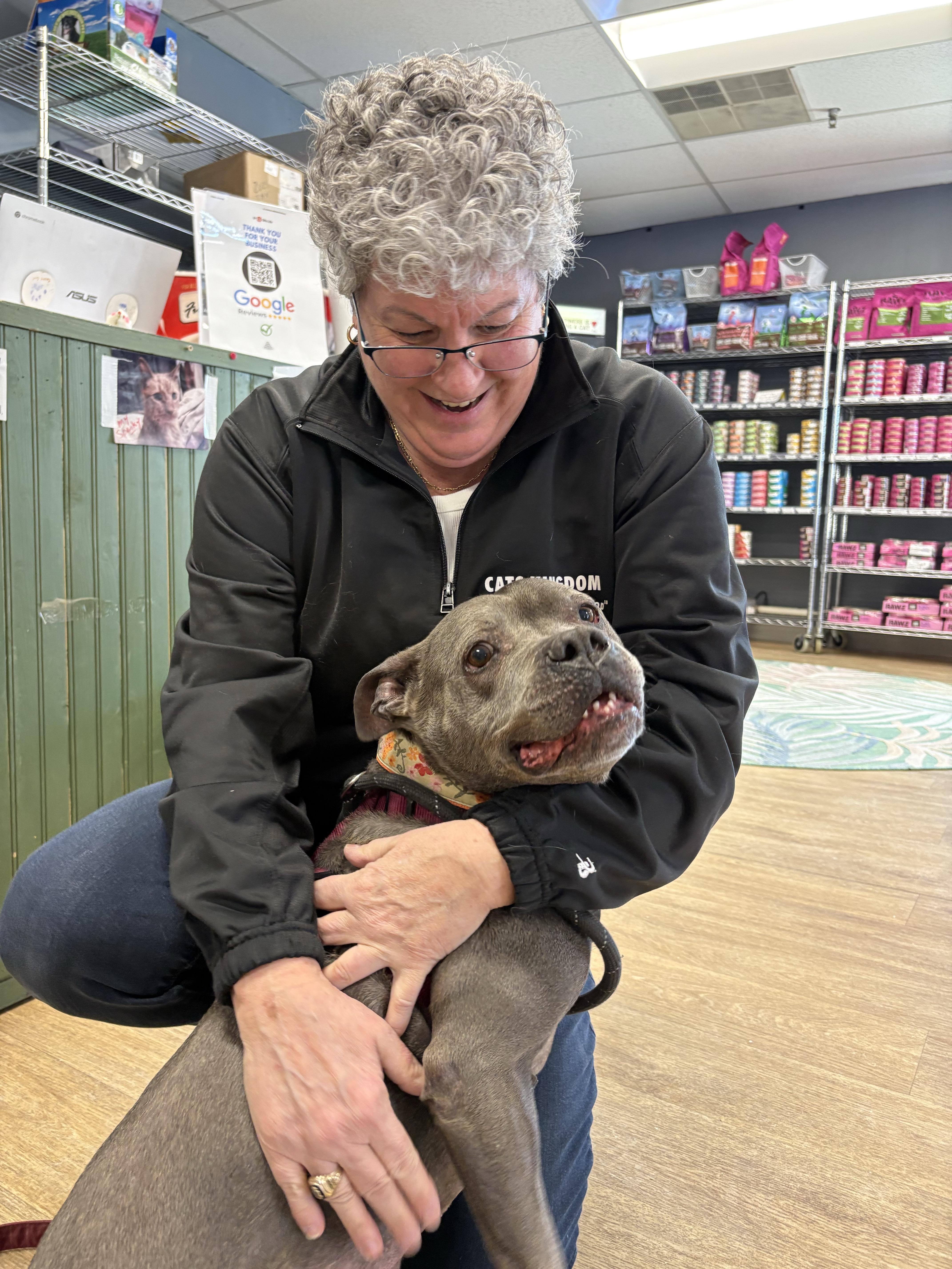 Enlarge Blue, an adopted mixed breed in New Boston, NH image 3/5