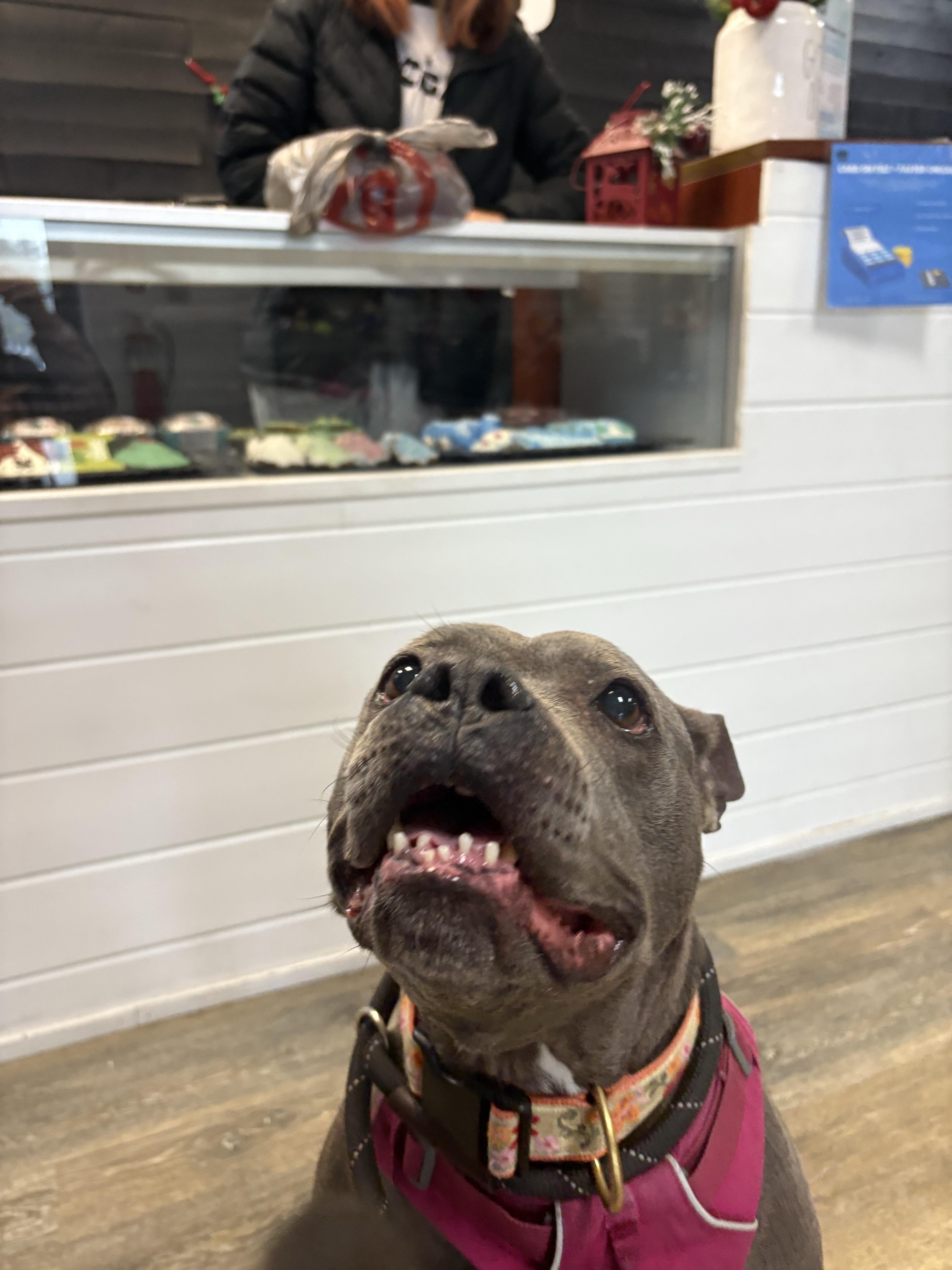 Enlarge Blue, an adopted mixed breed in New Boston, NH image 2/5