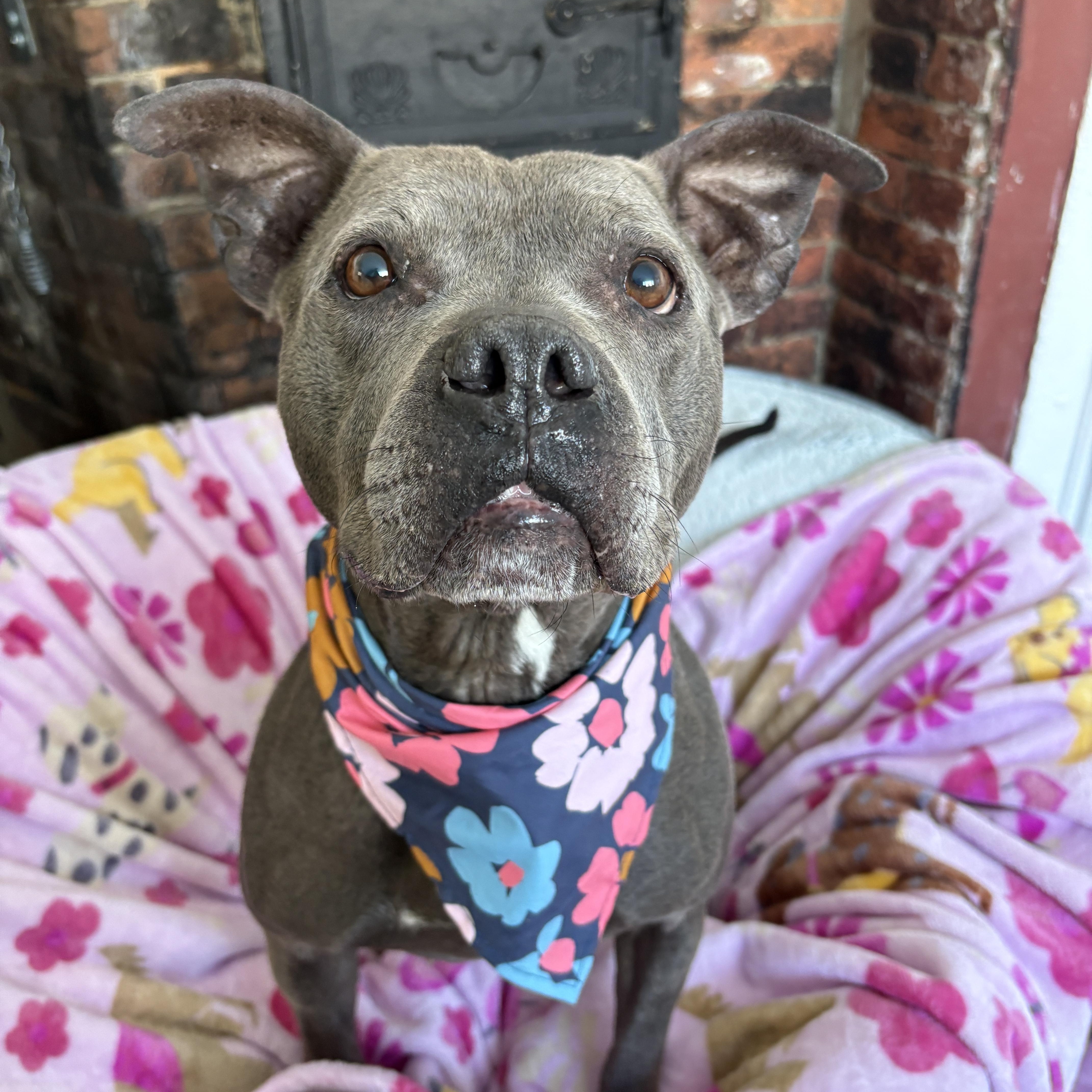 Enlarge Blue, an adopted mixed breed in New Boston, NH image 1/5