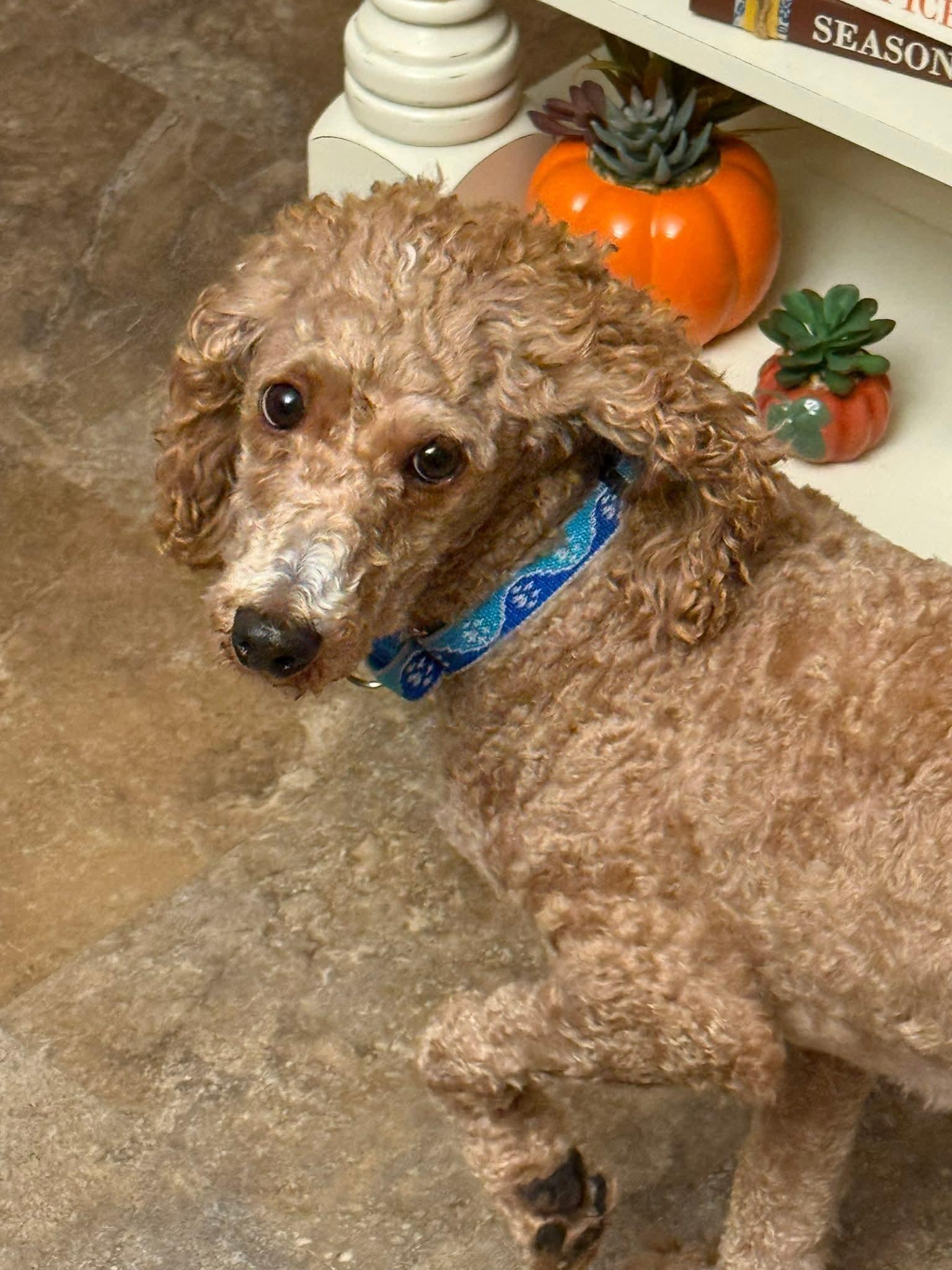 Howard aka Howie, a Adopted Miniature Poodle in Freehold, NJ image 1/3