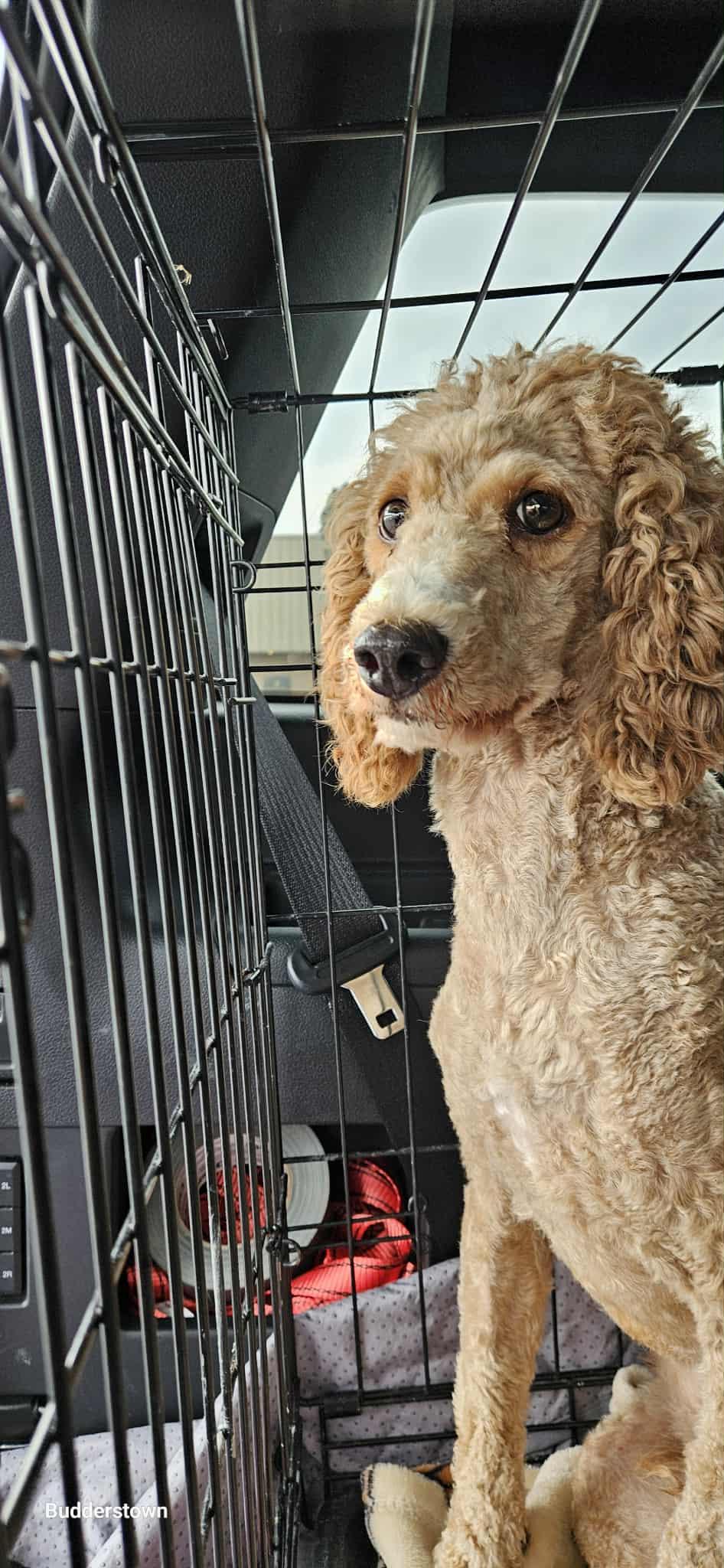 Howard aka Howie, a Adopted Miniature Poodle in Freehold, NJ image 2/3