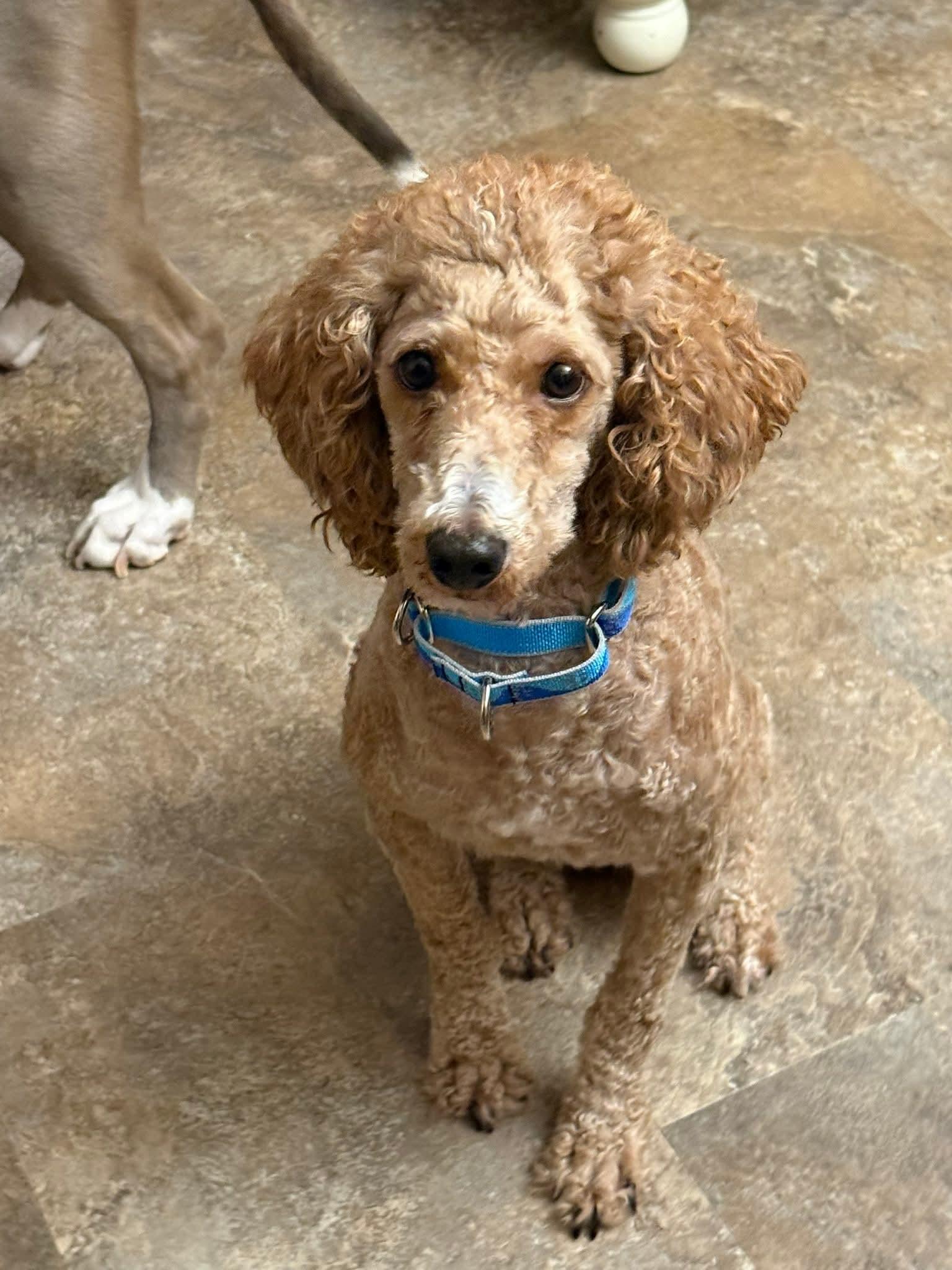 Howard aka Howie, a Adopted Miniature Poodle in Freehold, NJ image 3/3