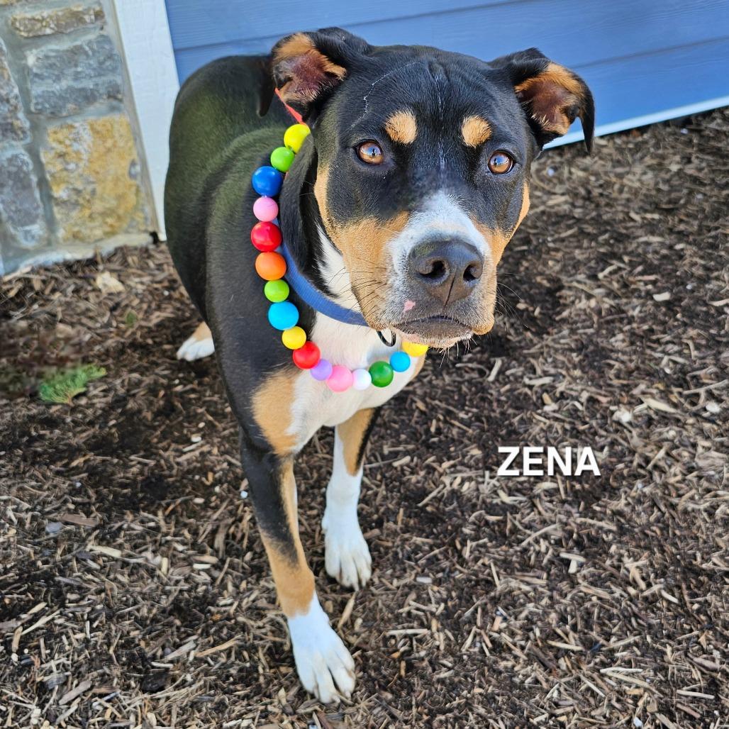 Zena(Daisy), Adoptable, Adult Female Hound & Hound.