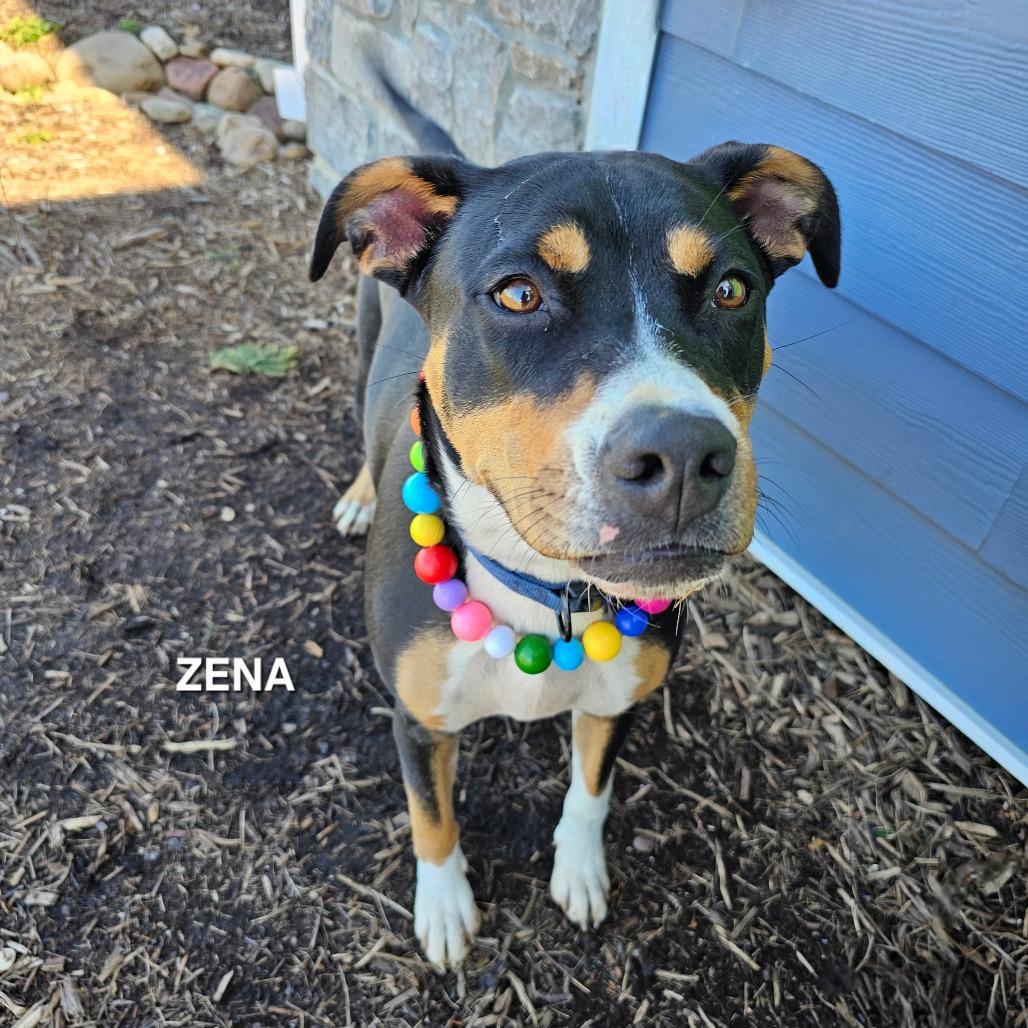 Enlarge Zena(Daisy), a Adoptable mixed breed in Madisonville, TN image 2/4