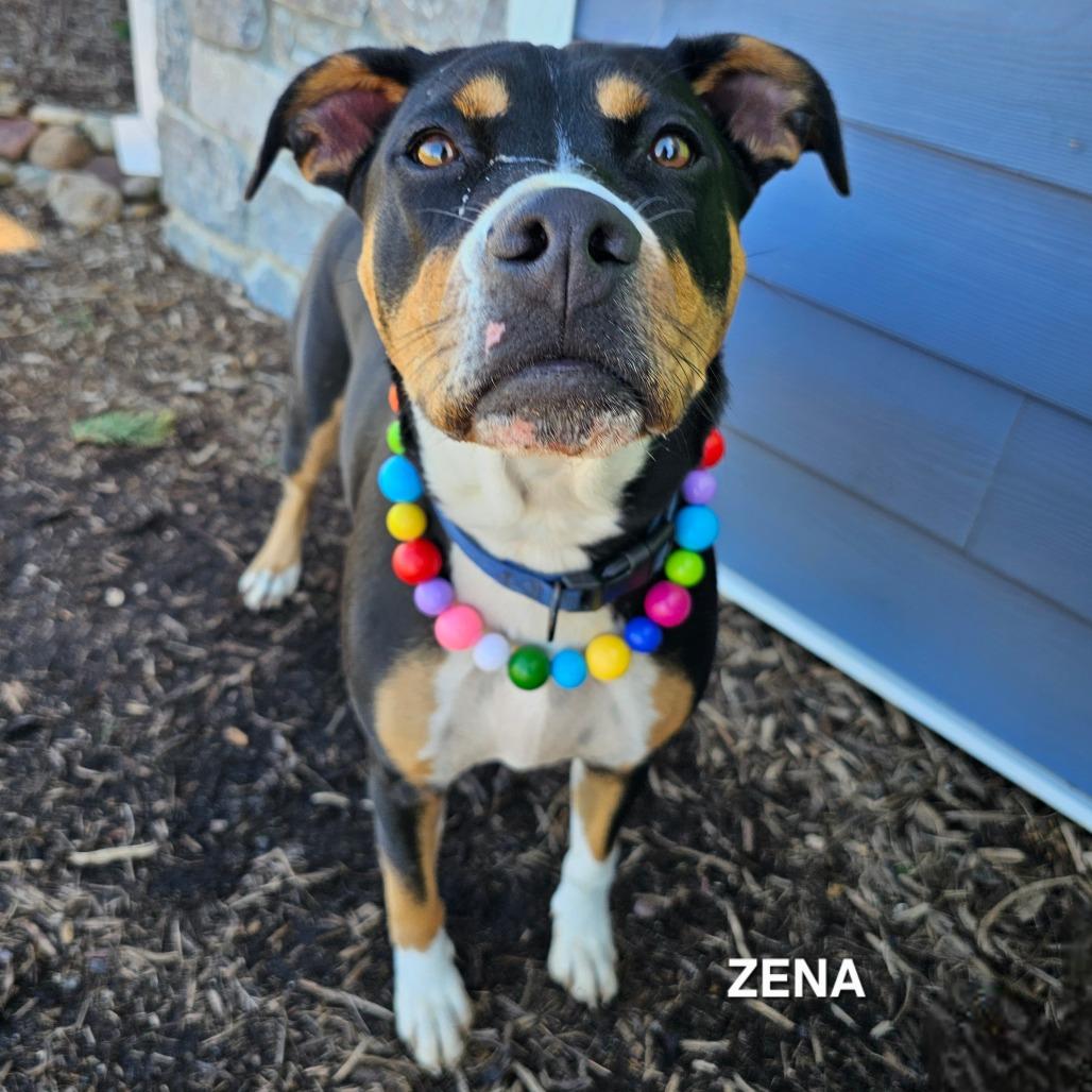 Enlarge Zena(Daisy), a Adoptable mixed breed in Madisonville, TN image 3/4