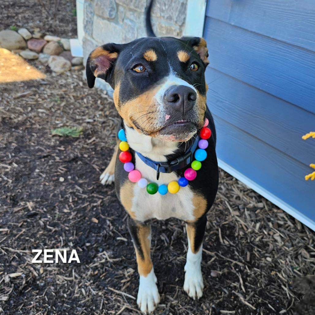 Enlarge Zena(Daisy), a Adoptable mixed breed in Madisonville, TN image 4/4